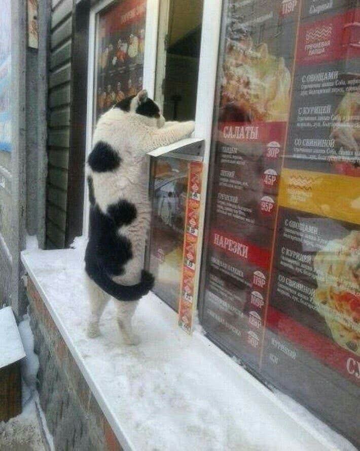 گربه😺