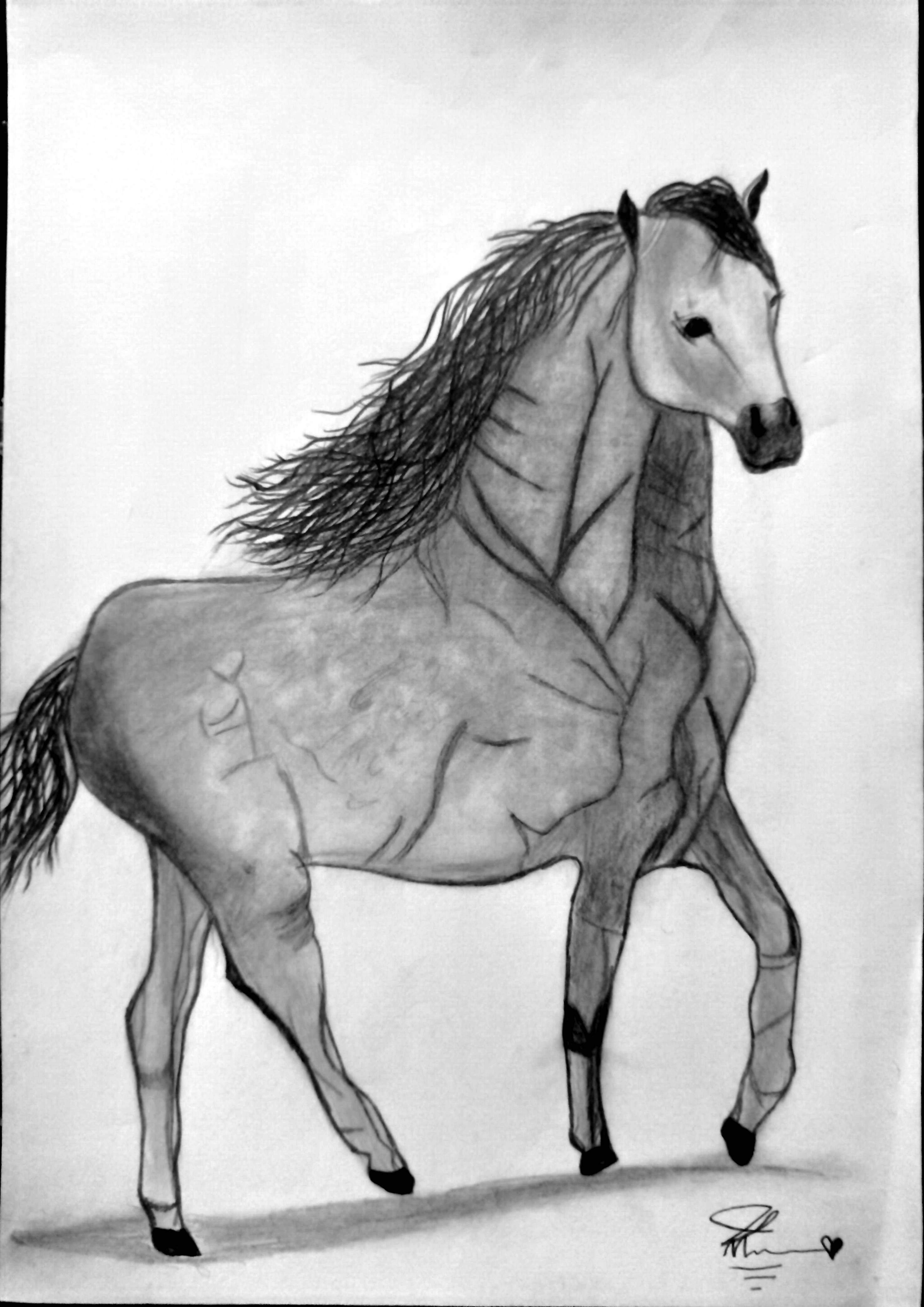 نقاشی سیاه قلم اسب