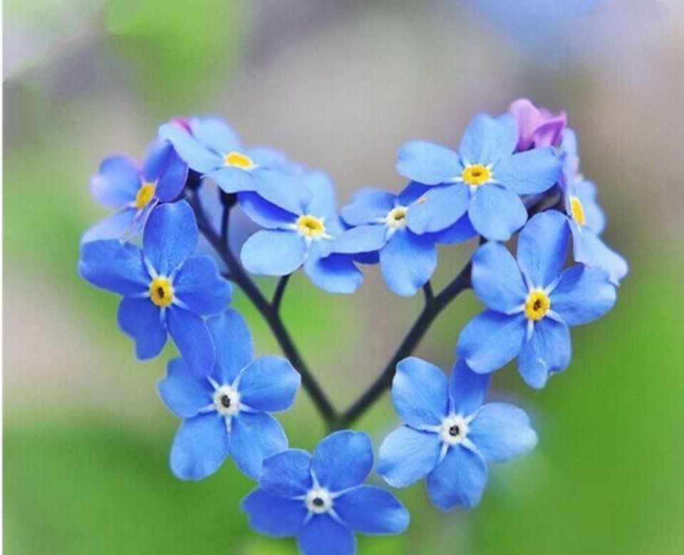 گل قلبی💙