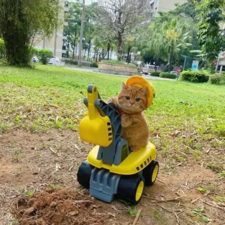 میوهندس🐱🚚