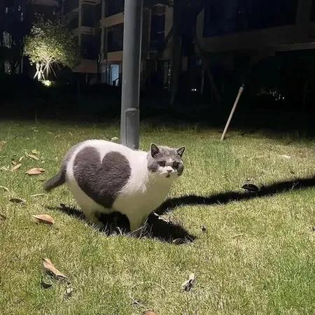 گربه😺