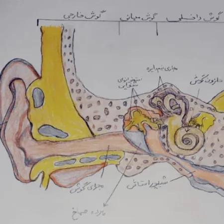 حس شنوایی