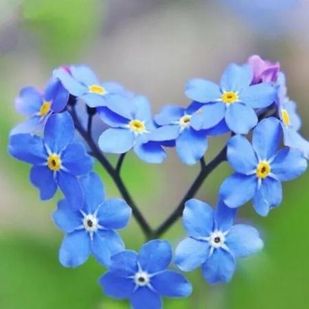 گل قلبی💙