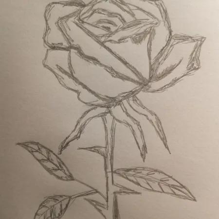نقاشی گل رز