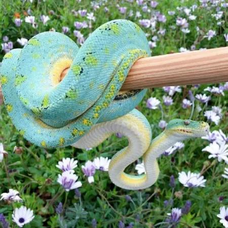 مار پاستیلی🐍