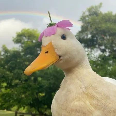 اردک🦆