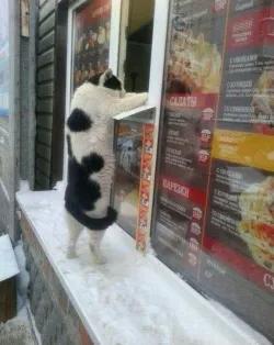 گربه😺