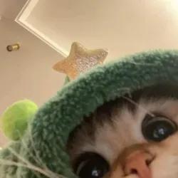 عکس گربه بامزه