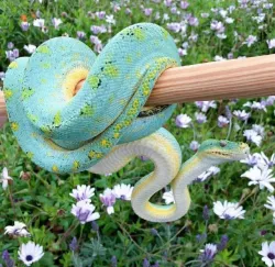 مار پاستیلی🐍