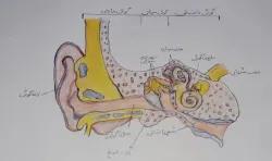 حس شنوایی