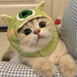 عکس گربه لباس پوش