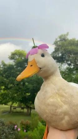 اردک🦆